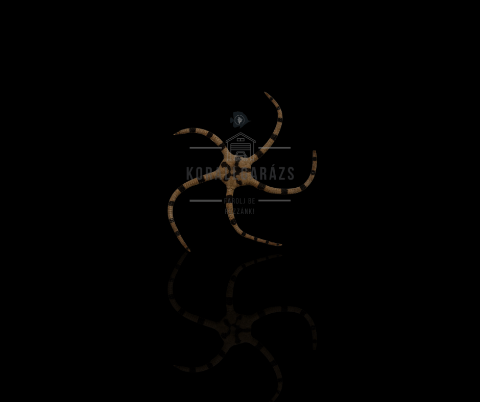 Ophiolepis Superba